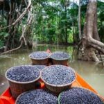 Programa Viva Maria destaca mulheres e bioeconomia amazônica