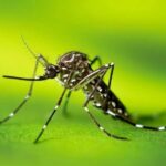 Pesquisa do Butantan padroniza nomenclatura de vírus da dengue