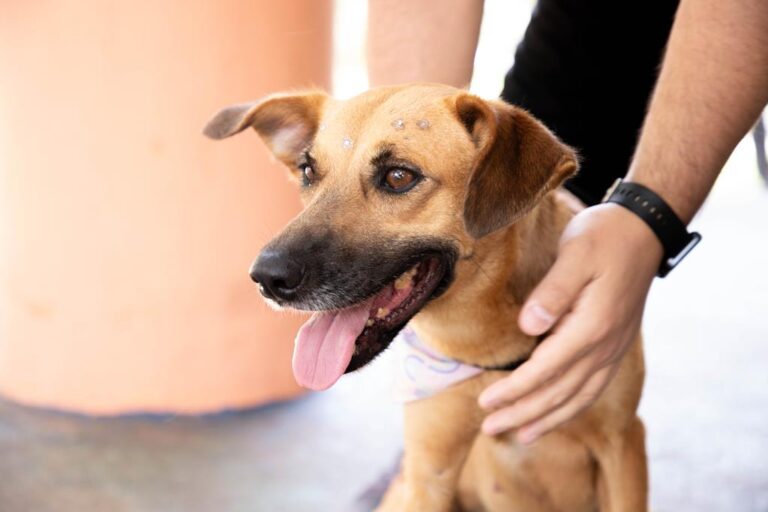 Feiras de adoção de pets de setembro acontecem a partir do dia 2 em Barueri e região